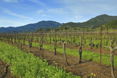 Kunde vineyard mustard hills