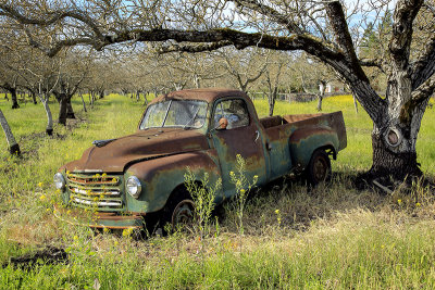 Old Rusty Pick Up in Orchard