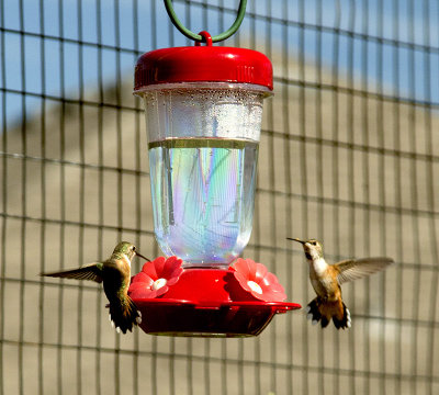 Hummingbirds on feeder