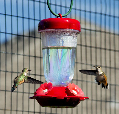 Hummingbirds flying to feeder