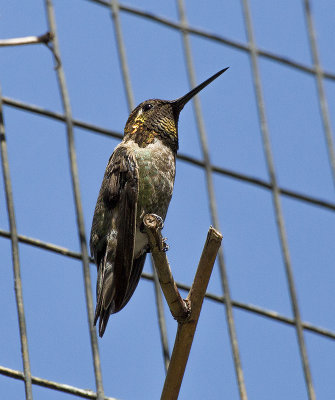 Hummingbird on fence