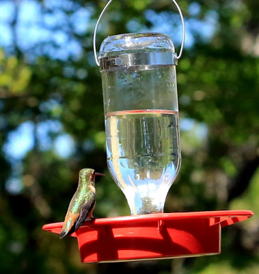 Hummingbird resting on Feeder