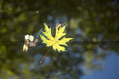 Fall leaf on creek