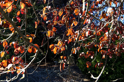 Orange back lit leaves