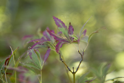 purple green maple leaves 