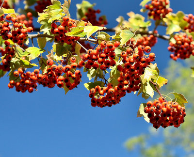 pyracantha berries sky
