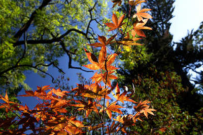 red maple against blue sky