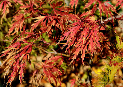 red shaggy leaves