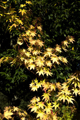 yellow leaves dark