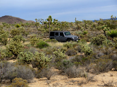 Rubicon in high desert Joshuas