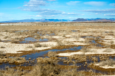 Amargosa River 6 weeks post flood