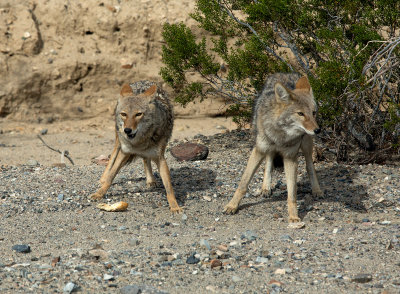 2 coyotes with bread