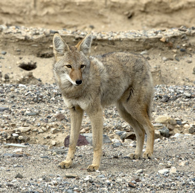 Coyote by Road