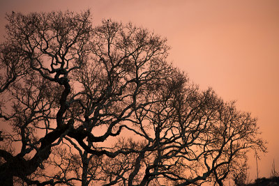 sunset with oak