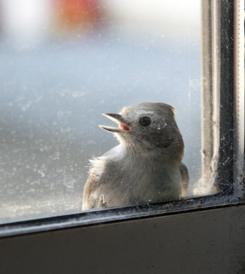 bird looking in door cobwebs