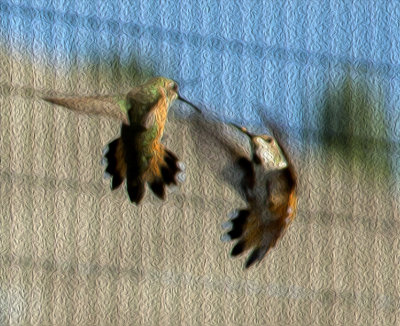 2 hummingbirds filter