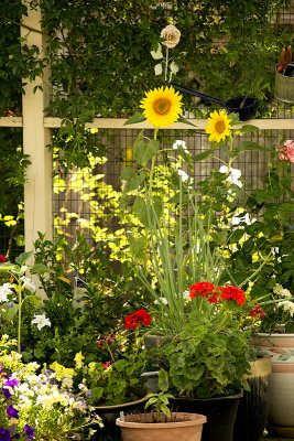 potted plants