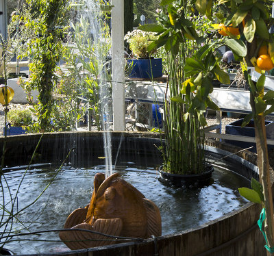 Fish fountain orange tree