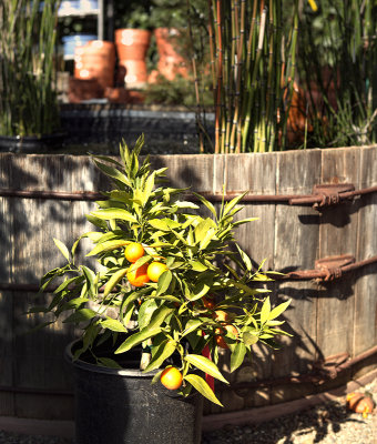 orange tree in planter