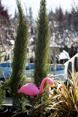 tall cedars with pink flamingo