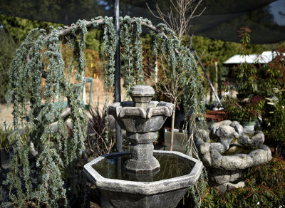 weeping cedar and fountain