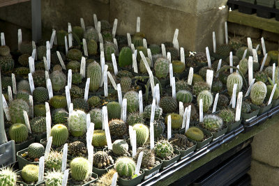 cactus display