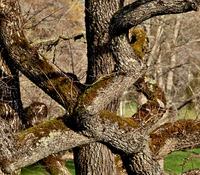 twisted oak
