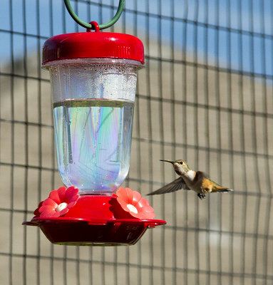 Hummingbird coming to feeder