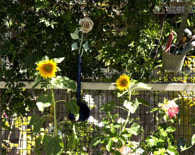 patio sunflowers