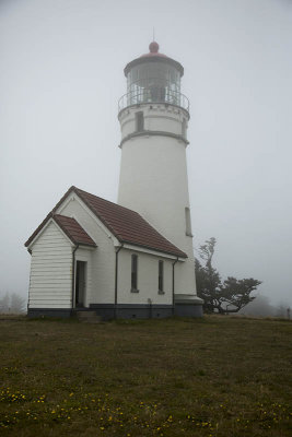 Cape Blanco fog yellow flowers