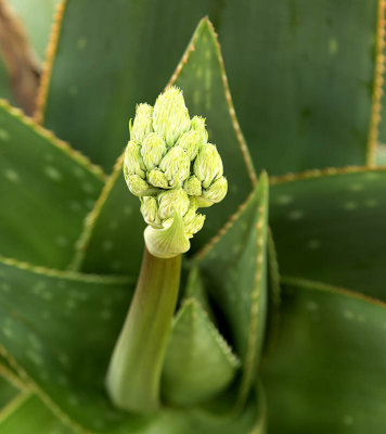 Blooming Aloe