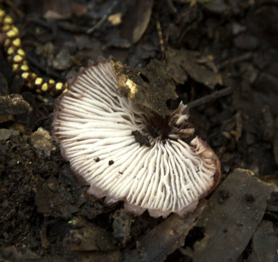 mushroom fungus underside