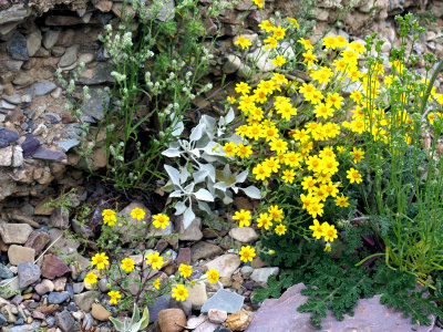 Yellow daisies and white heliotrope