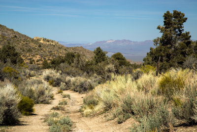 Strozzi Ranch dirt road