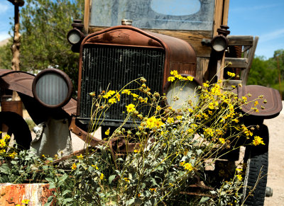  rusty car with yellow flowers