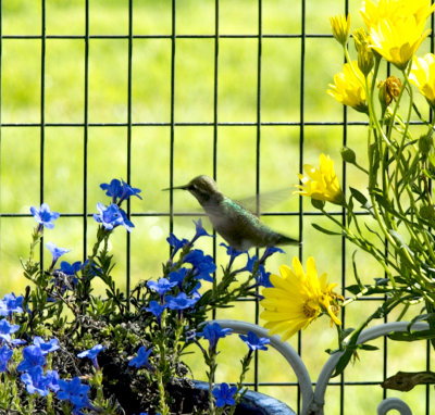 Spring Hummingbird in flowers