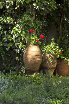 3 large clay pots with red geraniums