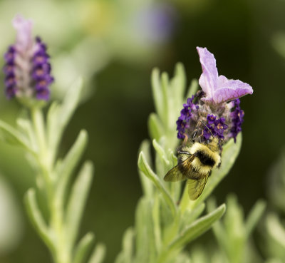 Honey bee on lavender 3