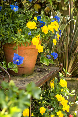 Pansies in clay pot