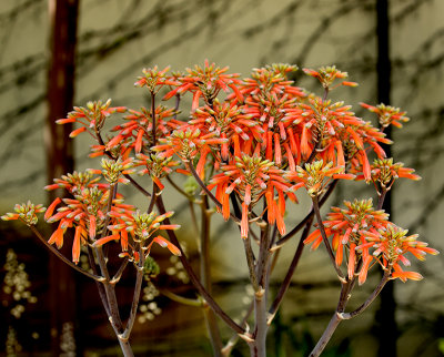 Succulent blooms orange