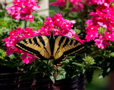 Yellow Butterfly on Pink Flowers