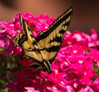 Yellow Butterfly on Pink Verbena 2