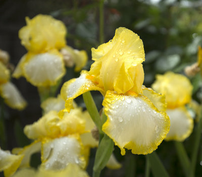 Yellow and White Bearded Iris
