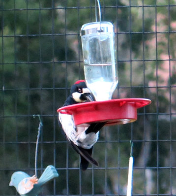 Woodpecker on Hummingbird Feeder