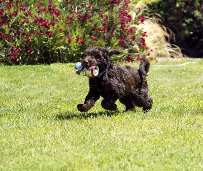 Purple prancing with Pepsi can