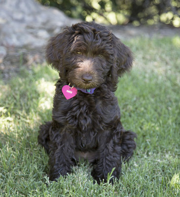 Purple sitting in grass