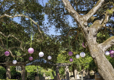 balloons in oak tree
