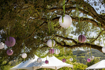 Balloons in tree