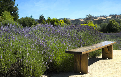Lavender and bench