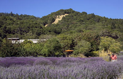 Lavender field photographer